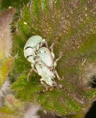 Phyllobius virideaeris