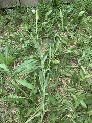 Tragopogon dubius