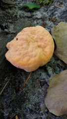 Piptoporellus soloniensis