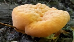 Piptoporellus soloniensis