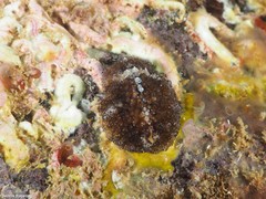 Thysanozoon brocchii