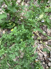 Potentilla supina