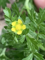 Potentilla supina