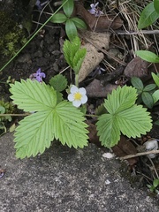 Fragaria vesca