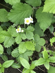 Fragaria vesca