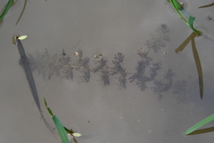 Utricularia australis