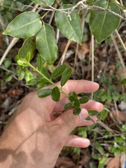 Bourreria cassinifolia