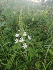 Ornithogalum pyramidale