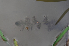 Utricularia australis