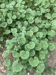 Malva pusilla