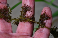 Utricularia australis