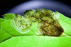 Phytomyza actaeivora