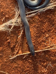 Aparallactus lunulatus