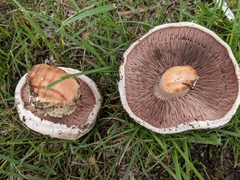 Agaricus bernardii