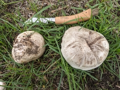 Agaricus bernardii