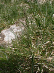 Poa chaixii