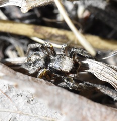 Habronattus cuspidatus