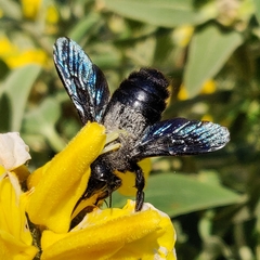 Xylocopa