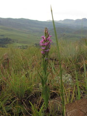 Disa stachyoides