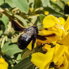 Xylocopa