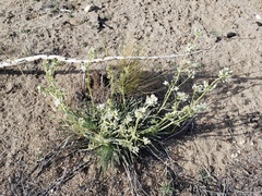 Frasera neglecta