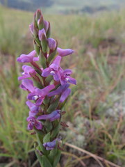 Disa stachyoides