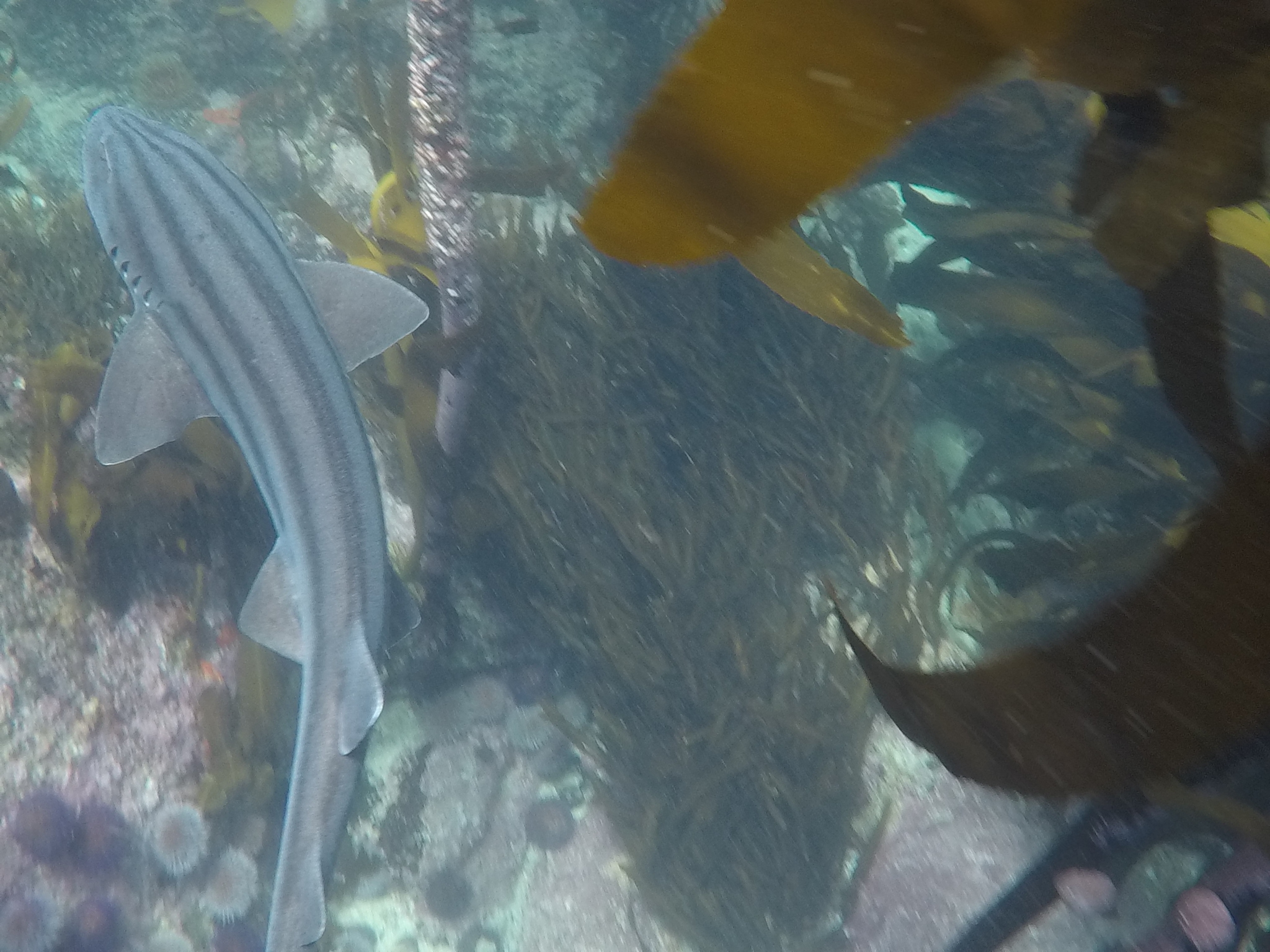 Species image
