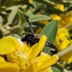 Xylocopa