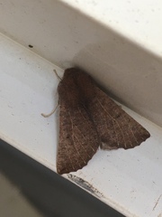 Dasycorsa modesta