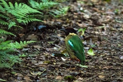 Pitta versicolor