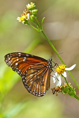 Danaus eresimus tethys