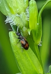 Anthicini