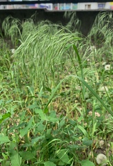Bromus tectorum