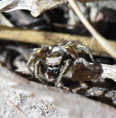Habronattus cuspidatus