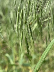 Bromus tectorum