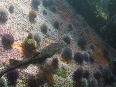 Haploblepharus pictus