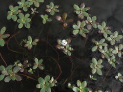 Lindernia conferta