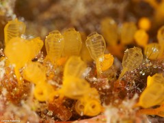 Pycnoclavella communis