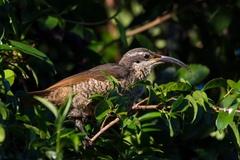 Ptiloris paradiseus