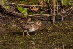 Gallinago hardwickii