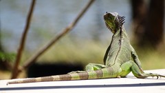 Iguana iguana