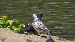 Columba livia