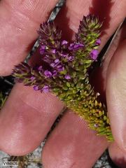 Muraltia satureioides