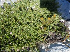 Diastella divaricata divaricata