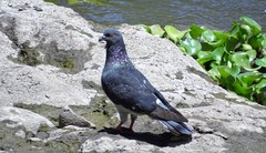 Columba livia