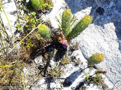 Muraltia satureioides