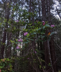 Rhododendron macrophyllum