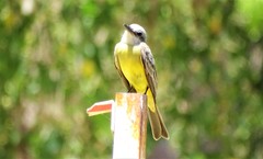 Tyrannus melancholicus