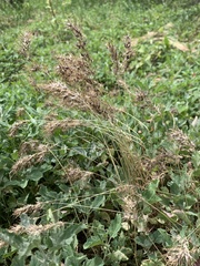 Poa bulbosa vivipara