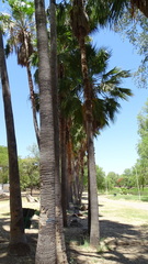 Washingtonia robusta